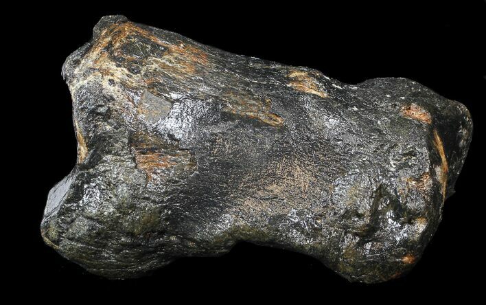 Ice Age Bison Metatarsal (Toe Bone) - North Sea Deposits #43135